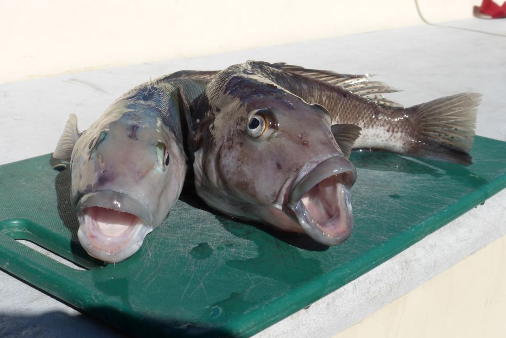 2016 Photo collection